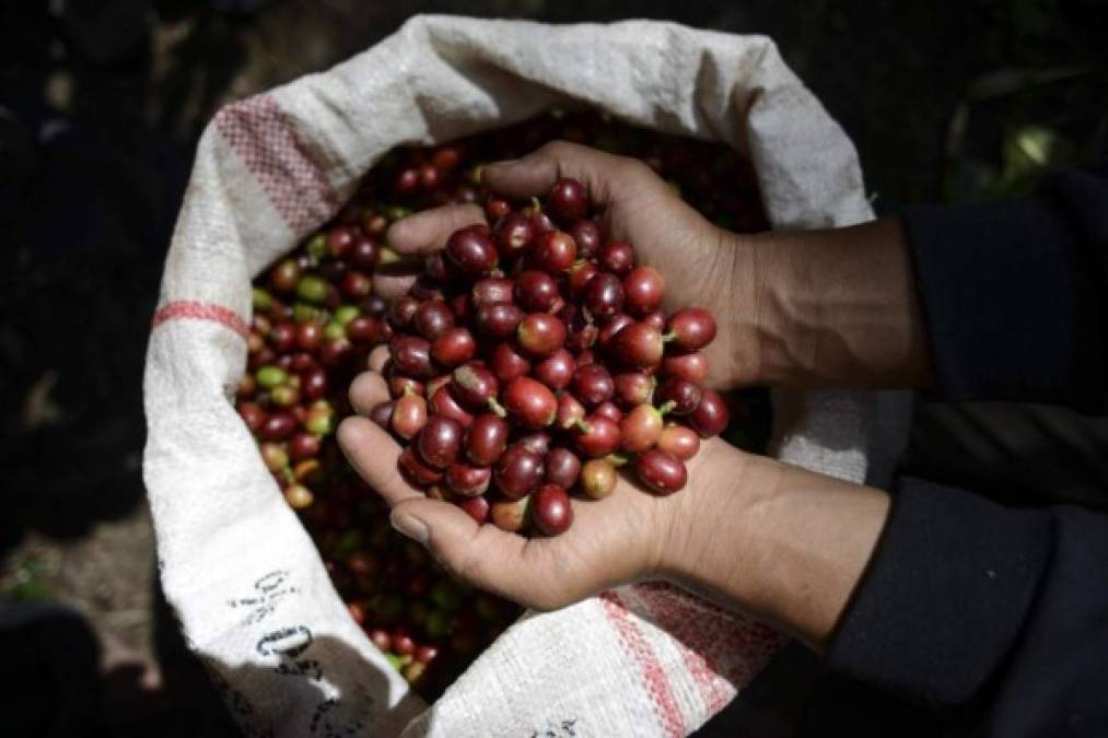Consejo Internacional del Café pide acciones contra crisis de precios del sector