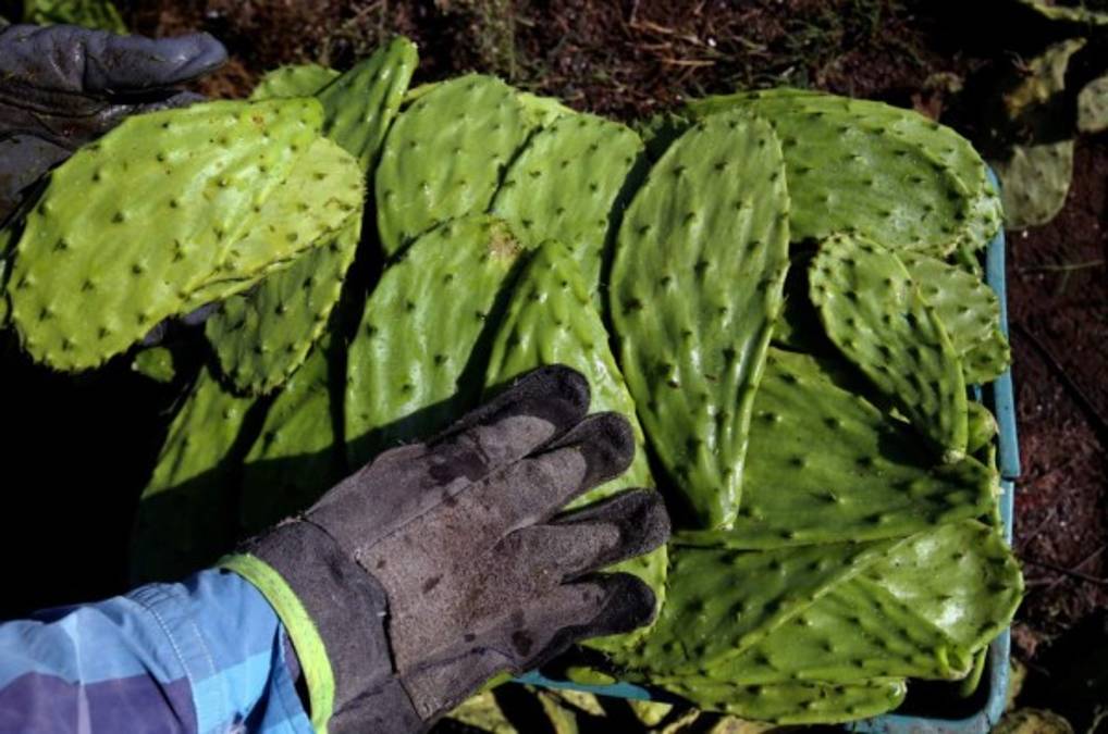 Los investigadores trabajan en la patente. 'Lo que hacemos es tratar de enfocarlo a objetos que no tengan largo tiempo de vida. Estamos pensando en algún tipo de desechables, empaques, ese tipo de productos que no tengan tanta durabilidad, de un solo uso', agregó la investigadora Sandra Pascoe.
