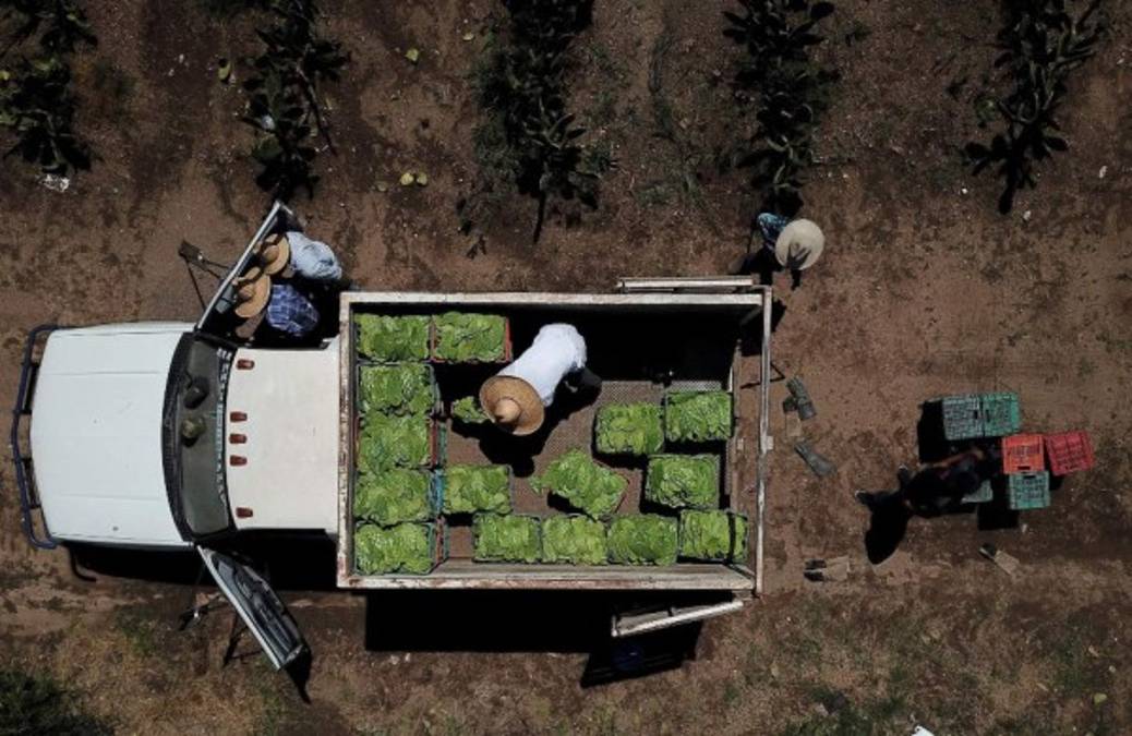 Las pruebas se hacen con la producción de nopal de una plantación en Zapopan, Jalisco.