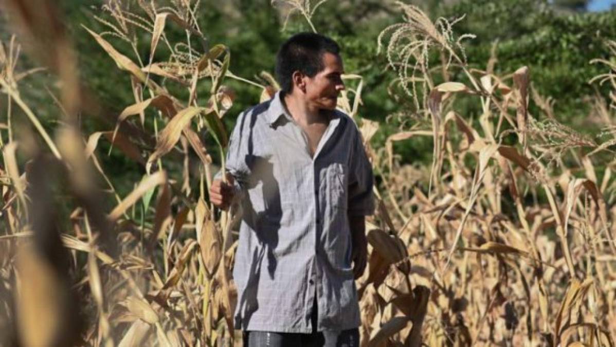 FAO: Habrá aumento de hambre aguda en Centroamérica