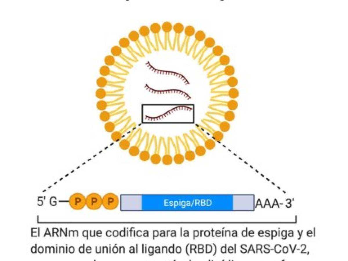 El ARNm de vida corta se encapsula en envolturas moleculares grasas formadas por lípidos, llamadas nanopartículas, que desempeñan un papel clave en la protección y el transporte de las hebras de ARNm.
