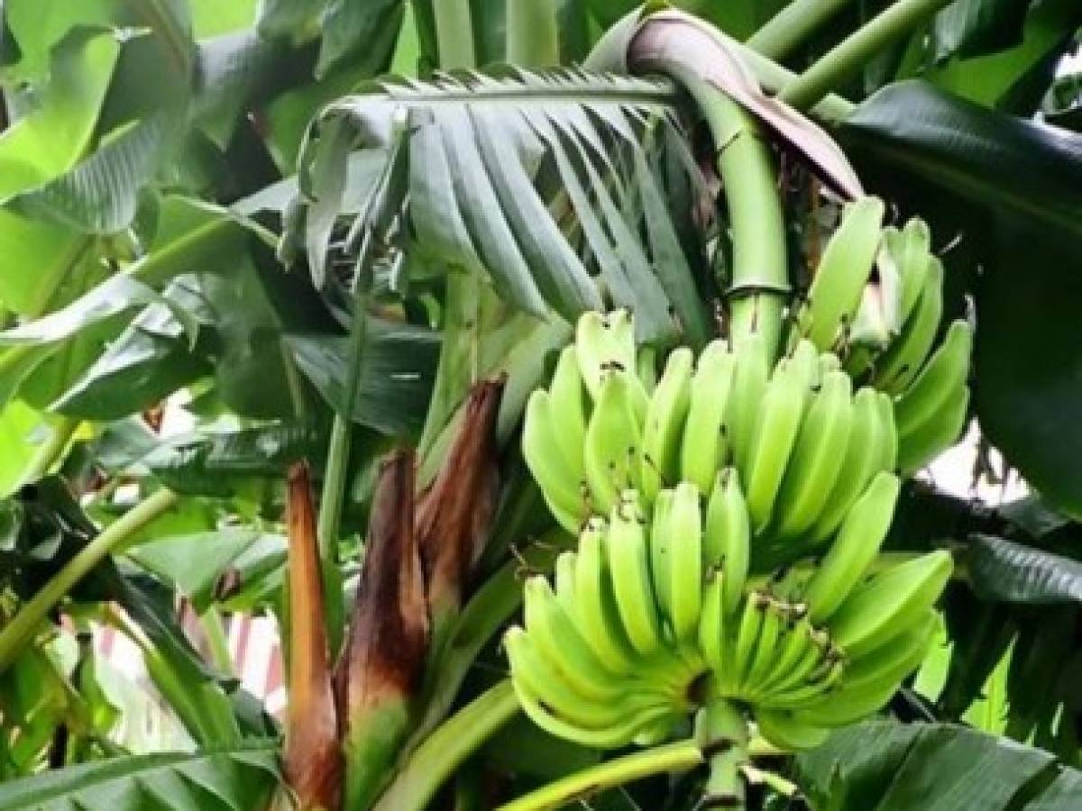 Honduras: clima afecta las ventas de banano