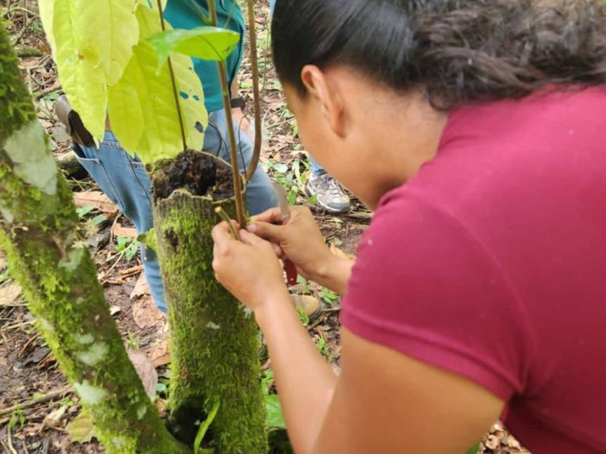 Capacitan a más de 300 mujeres para la producción de cacao en tres países de Latinoamérica Capacitan a más de 300 mujeres para la producción de cacao en tres países de Latinoamérica