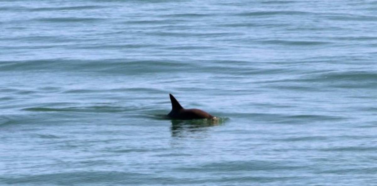 Reportan avistamiento de seis vaquitas marinas en aguas mexicanas