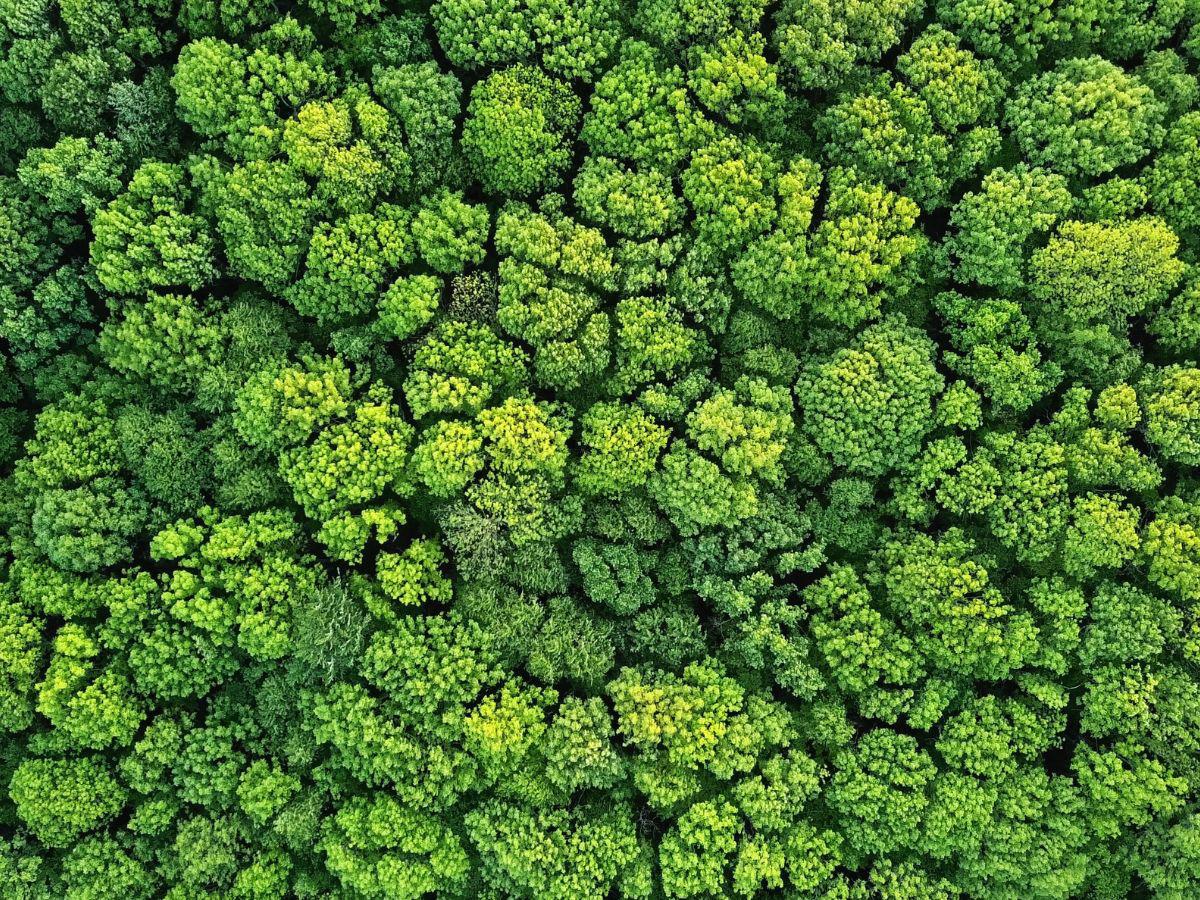 Mastercard está trabajando en 18 proyectos de reforestación, incluyendo cinco en América Latina y el Caribe. Mastercard está trabajando en 18 proyectos de reforestación, incluyendo cinco en América Latina y el Caribe.