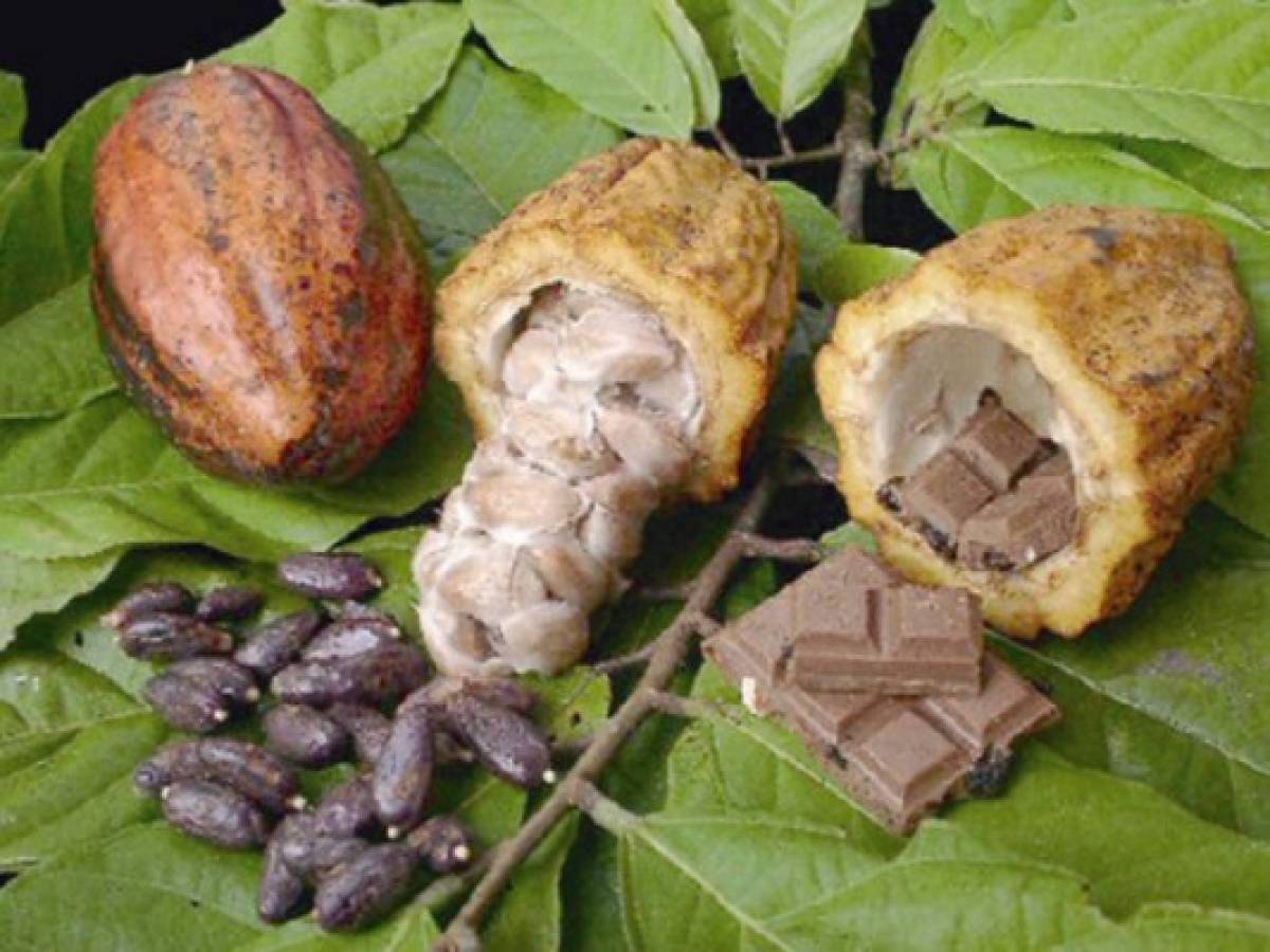 Cacao maya, oportunidad de exportación
