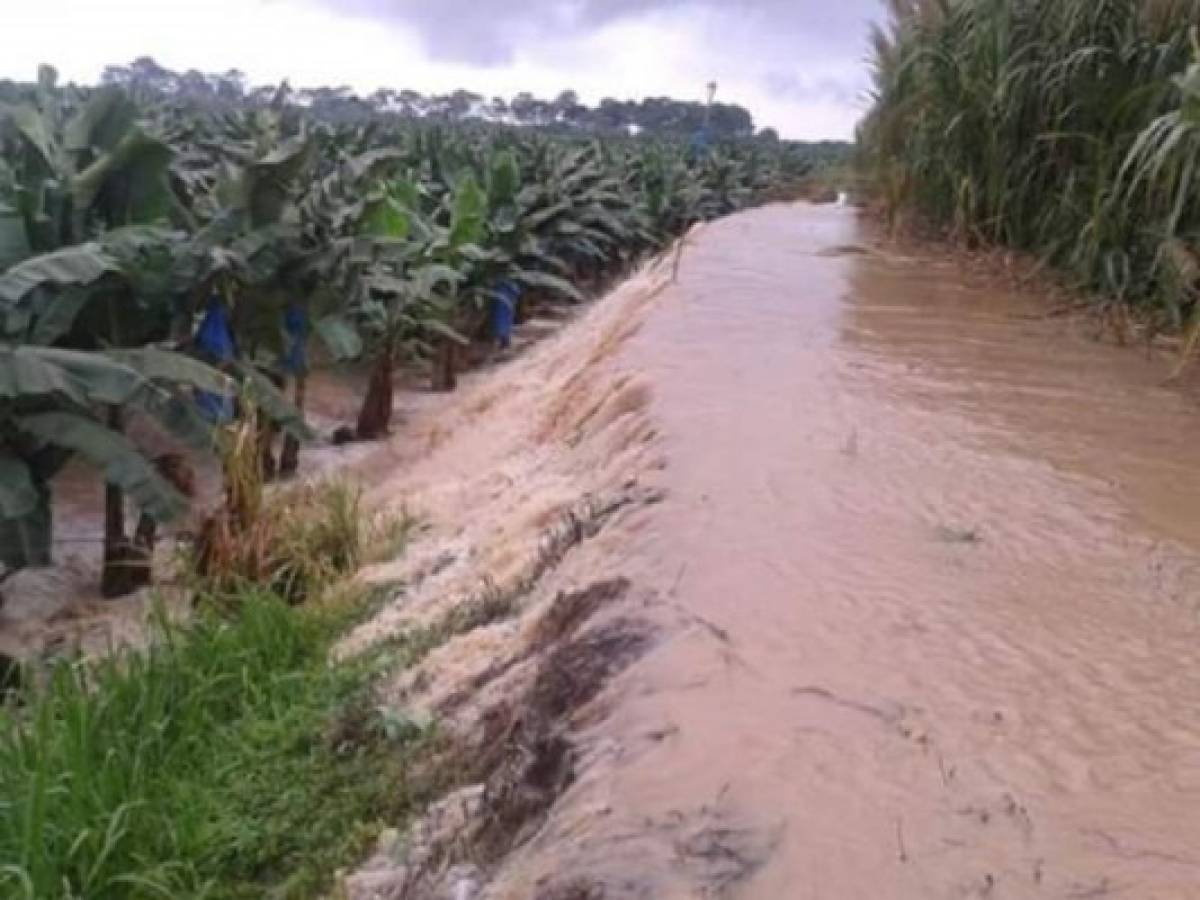 Inundaciones en Caribe costaron US$37 millones a agro tico