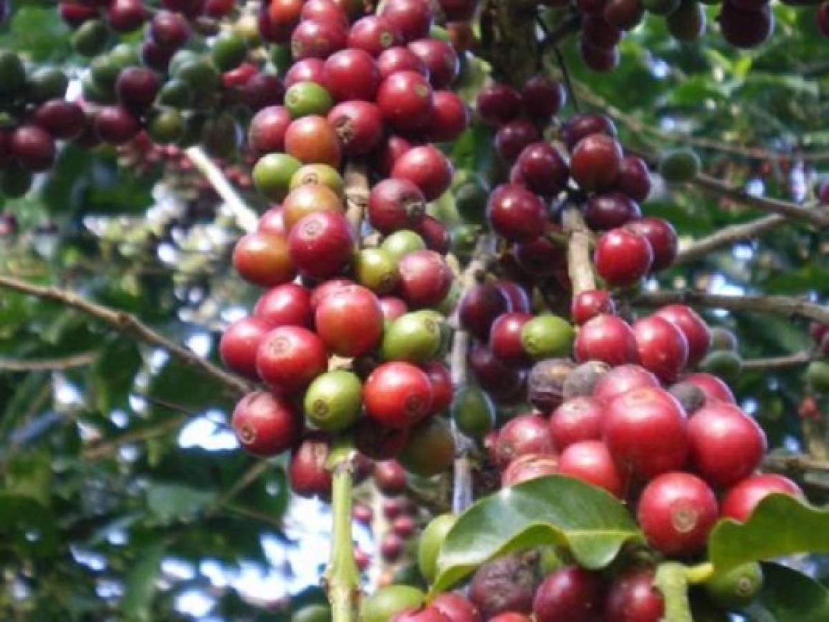 Nicaragua ya vendió 50% de producción de café