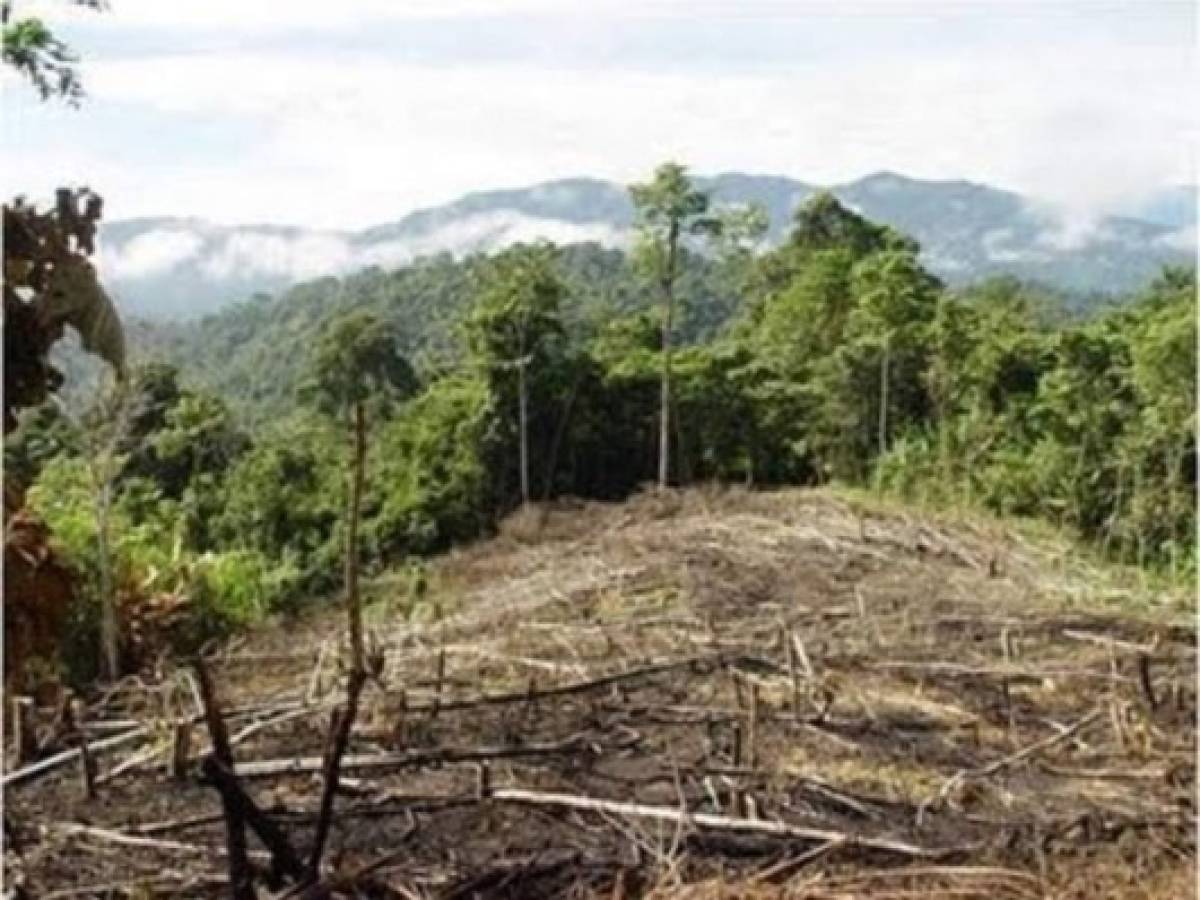 Nicaragua ha perdido más del 50 % de sus bosques
