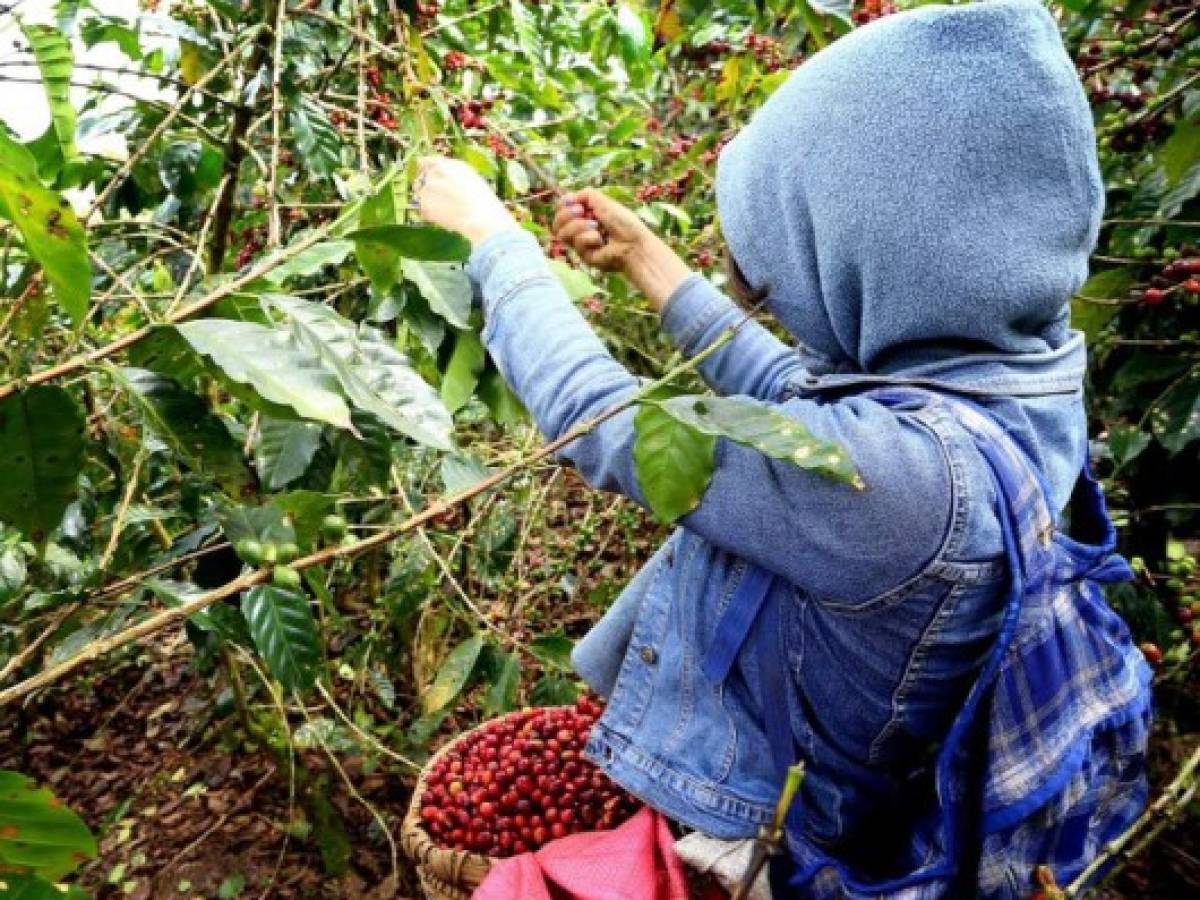 Fuerte auge de exportación de café hondureño
