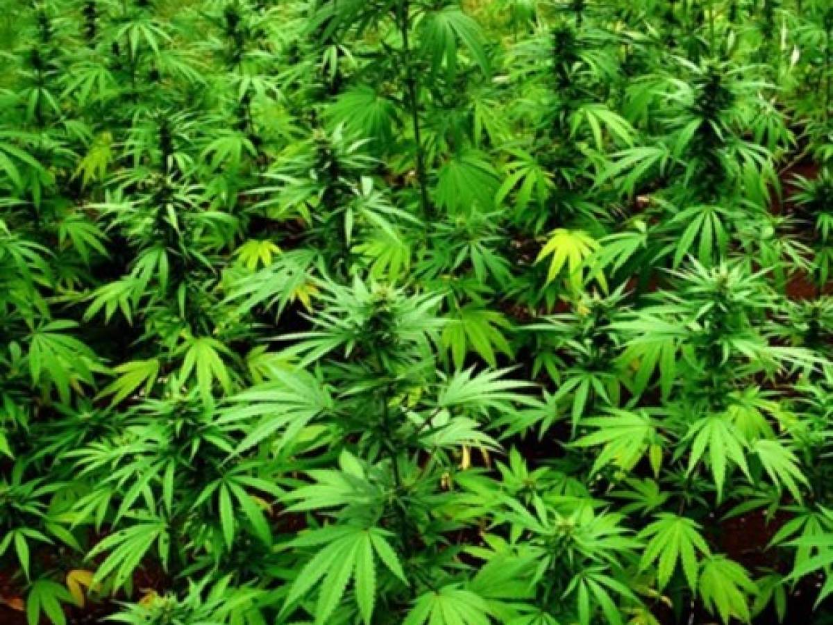 Primera cosecha de marihuana medicinal chilena