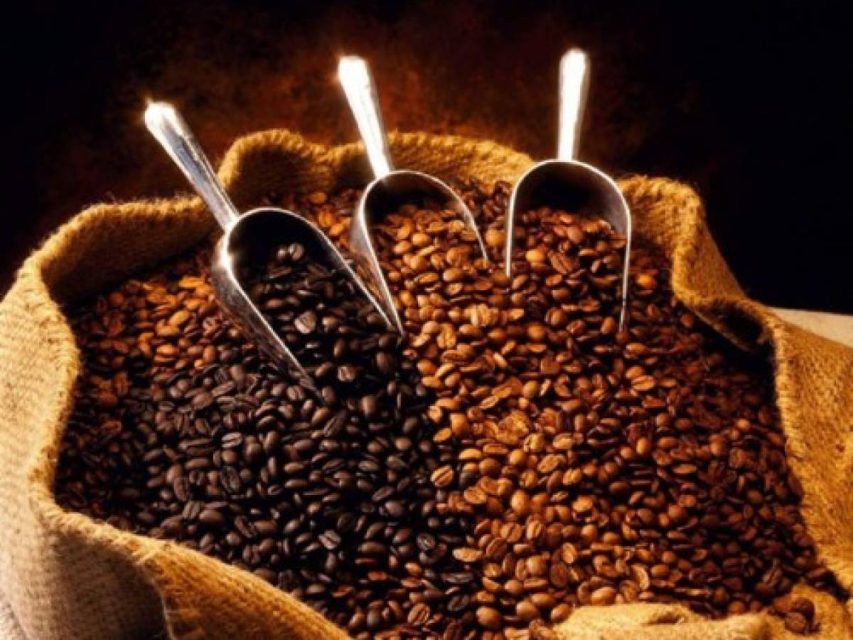 Guatemala: a pesar de roya, se salva cosecha de café