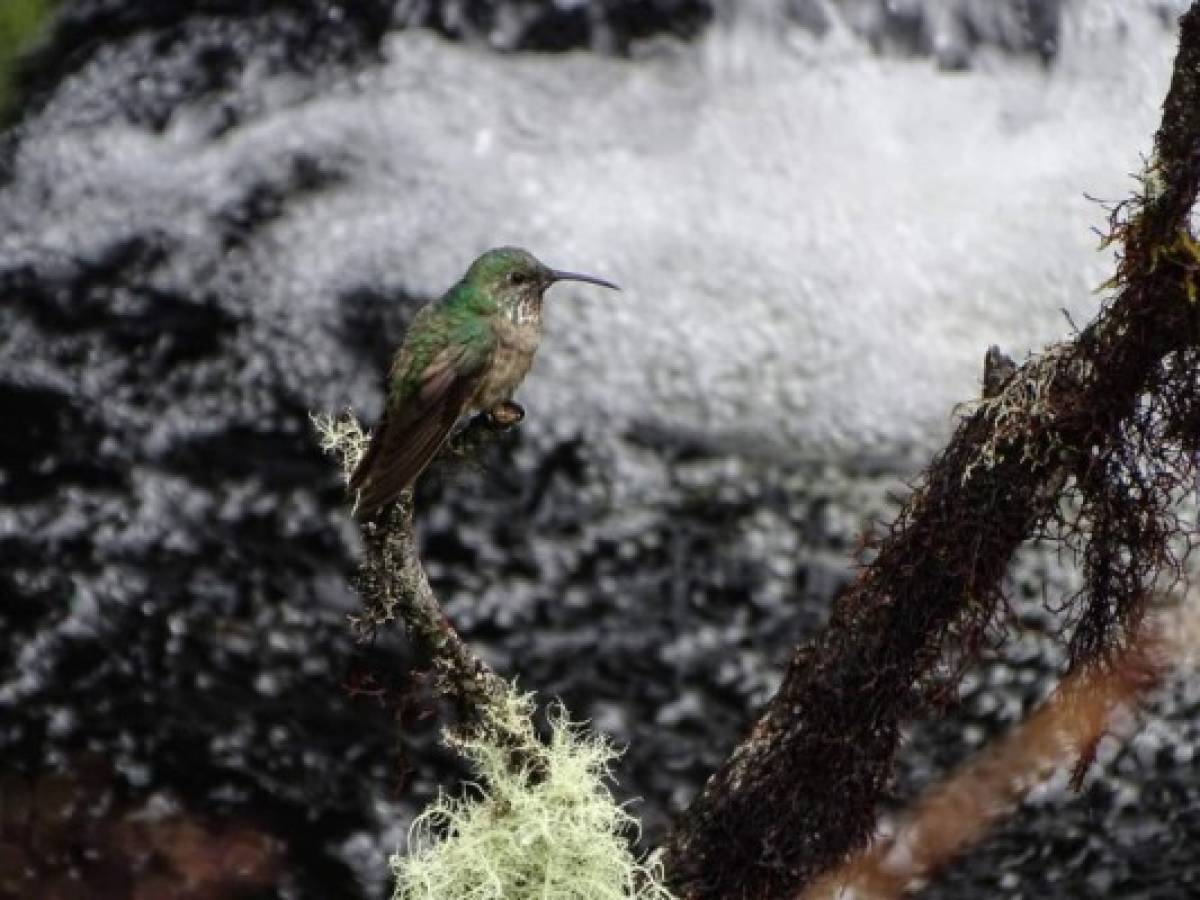 La revista especializada The Auk publicó el jueves el trabajo, en el que también participaron el ecuatoriano Juan Freile (del Comité Ecuatoriano de Registros Ornitológicos), el sueco Jonas Nilsson (observatorio de aves Wild Sumaco), el danés Niels Krabbe (Universidad de Copenhague) y la venezolana Elisa Bonaccorso (Universidad San Francisco de Quito). Hacía 30 años que Ecuador, un país pequeño pero megadiverso, no registraba un nuevo descubrimiento de colibrí. La revista especializada The Auk publicó el jueves el trabajo, en el que también participaron el ecuatoriano Juan Freile (del Comité Ecuatoriano de Registros Ornitológicos), el sueco Jonas Nilsson (observatorio de aves Wild Sumaco), el danés Niels Krabbe (Universidad de Copenhague) y la venezolana Elisa Bonaccorso (Universidad San Francisco de Quito). Hacía 30 años que Ecuador, un país pequeño pero megadiverso, no registraba un nuevo descubrimiento de colibrí.