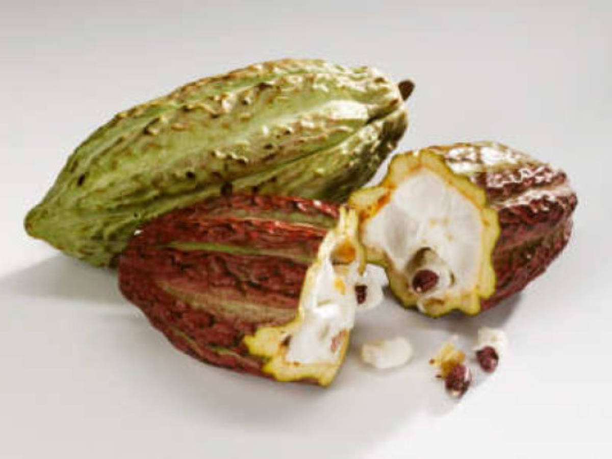 Cacao indígena de Costa Rica deleita al paladar gourmet
