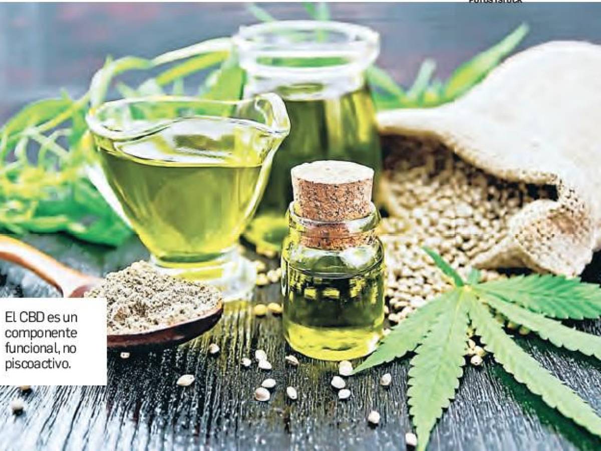 La revolución verde del cáñamo busca espacios en Costa Rica La revolución verde del cáñamo busca espacios en Costa Rica