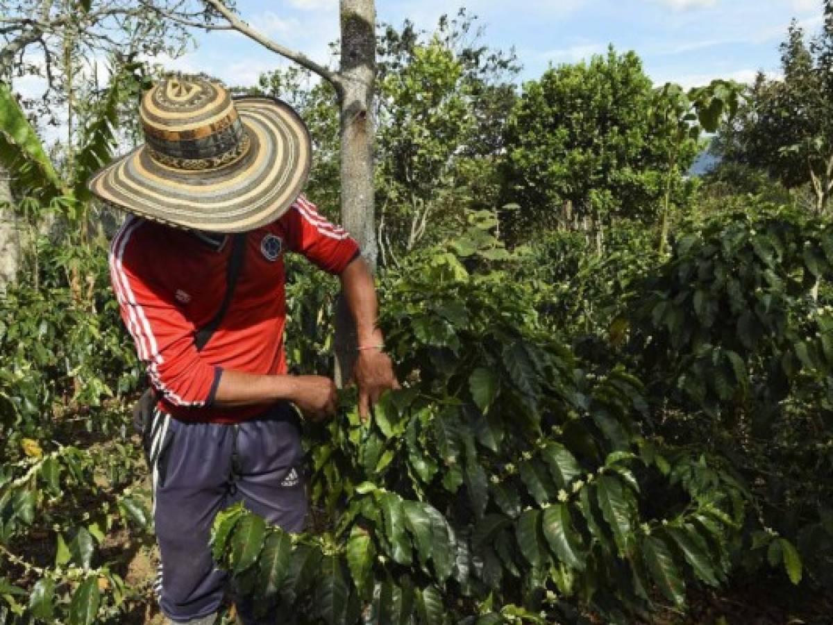 Con paz, Colombia prevé producir 20 millones de sacos de café en 2020