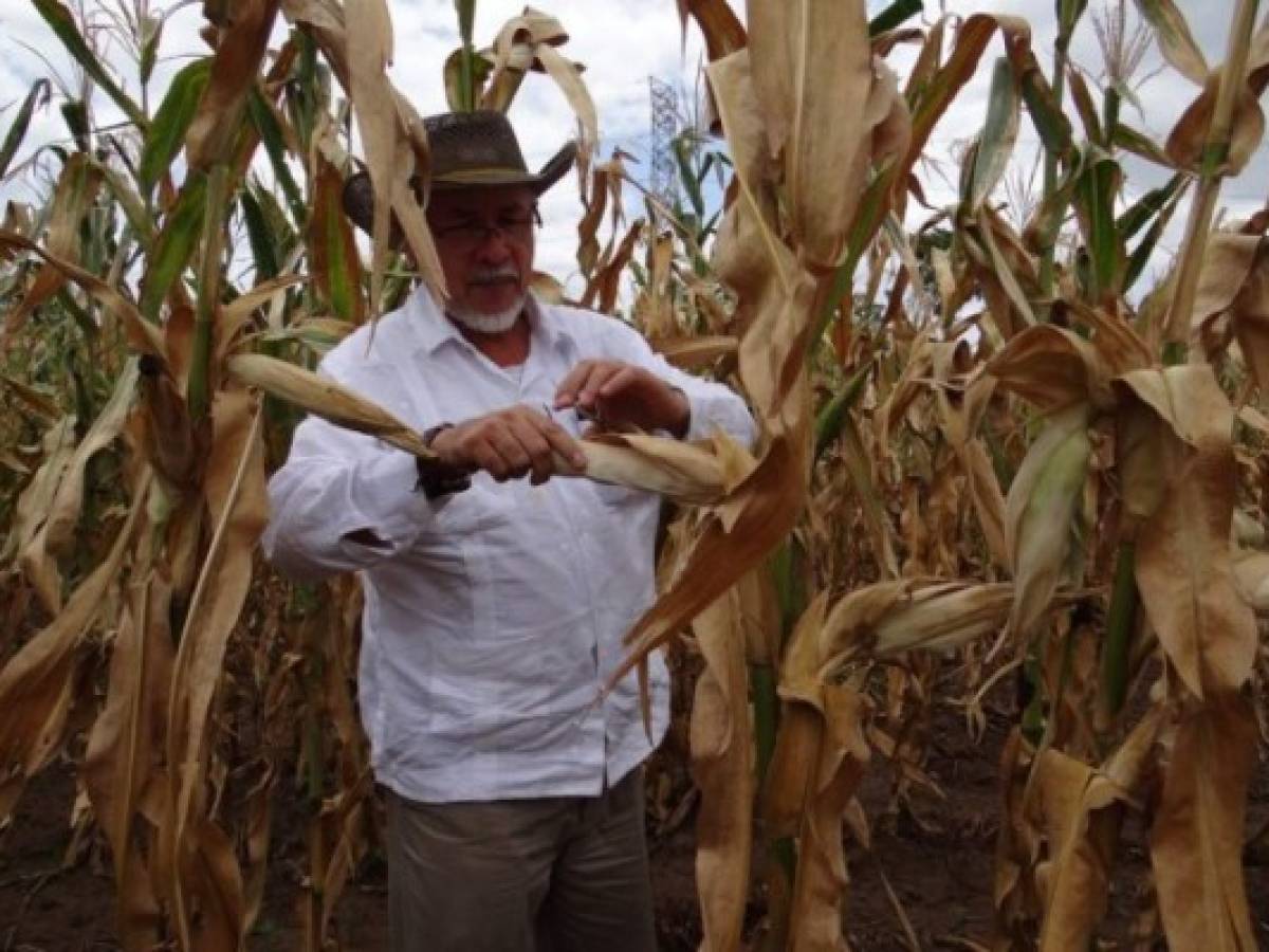 El Salvador: sequía provoca pérdidas en cultivos