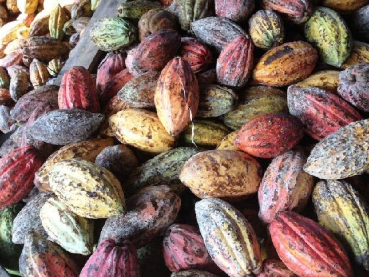 Líderes en tecnología alimenticia impulsan desarrollo de cacao de calidad en Costa Rica