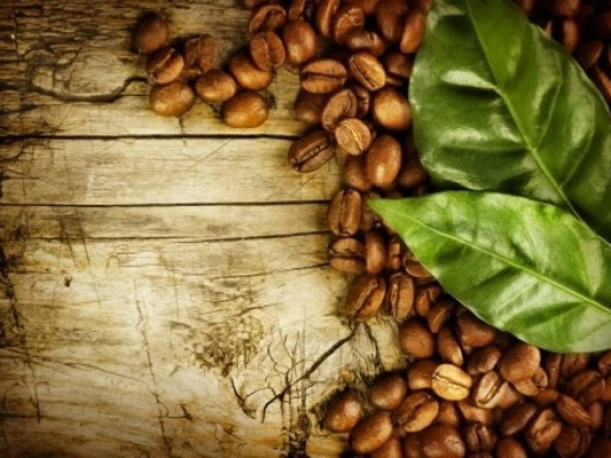 Costa Rica: cosecha de café crecerá un 4,5 %