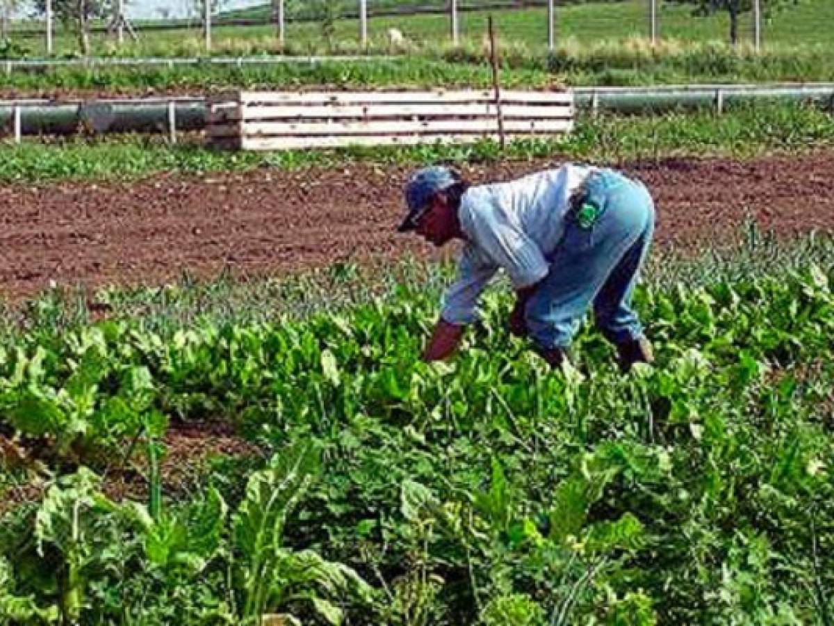 Nicaragua: parlamento aprueba créditos para agricultura   