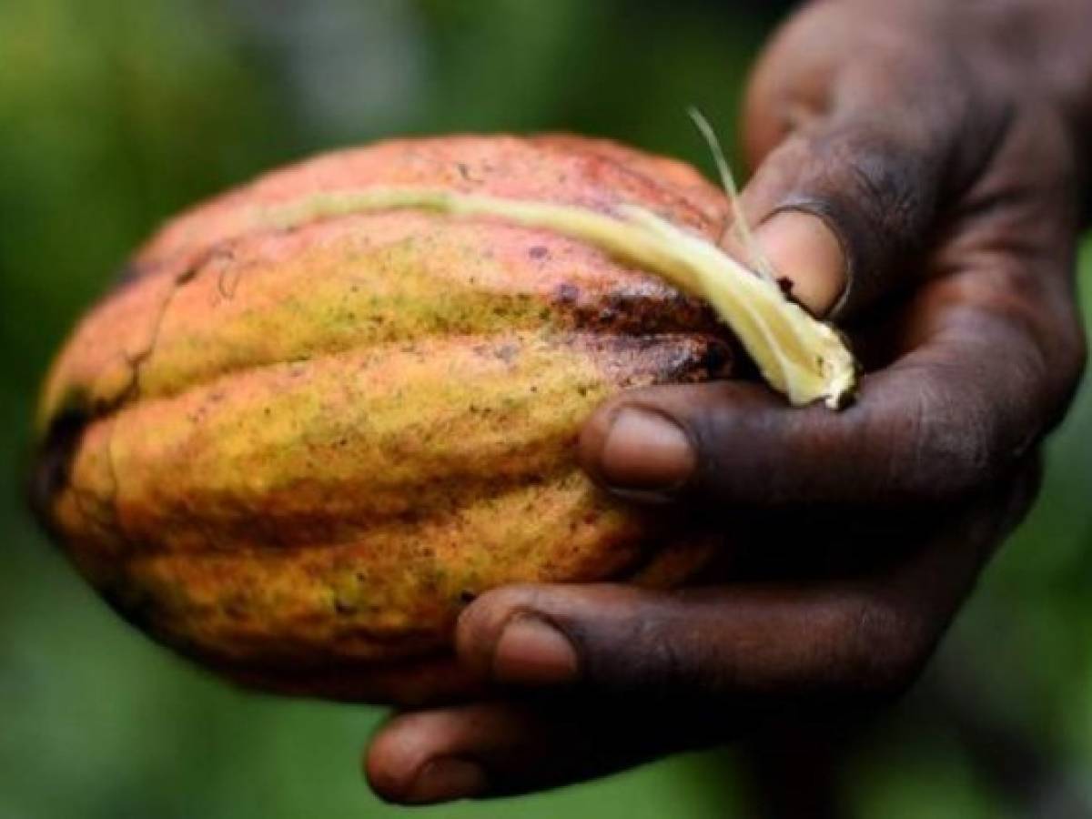 Precio del cacao alcanzaría en 2015 su mayor valor en 10 años