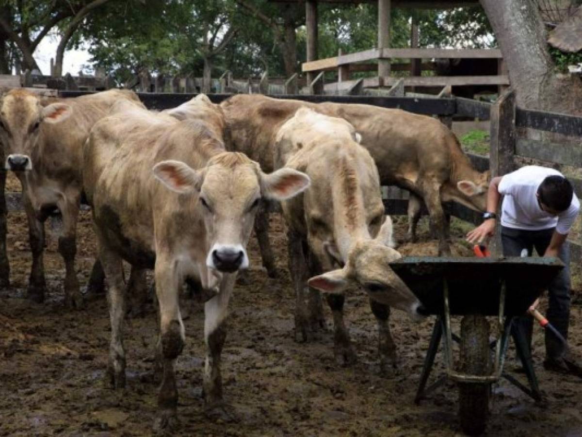 Se agudiza escasez de ganado en países centroamericanos