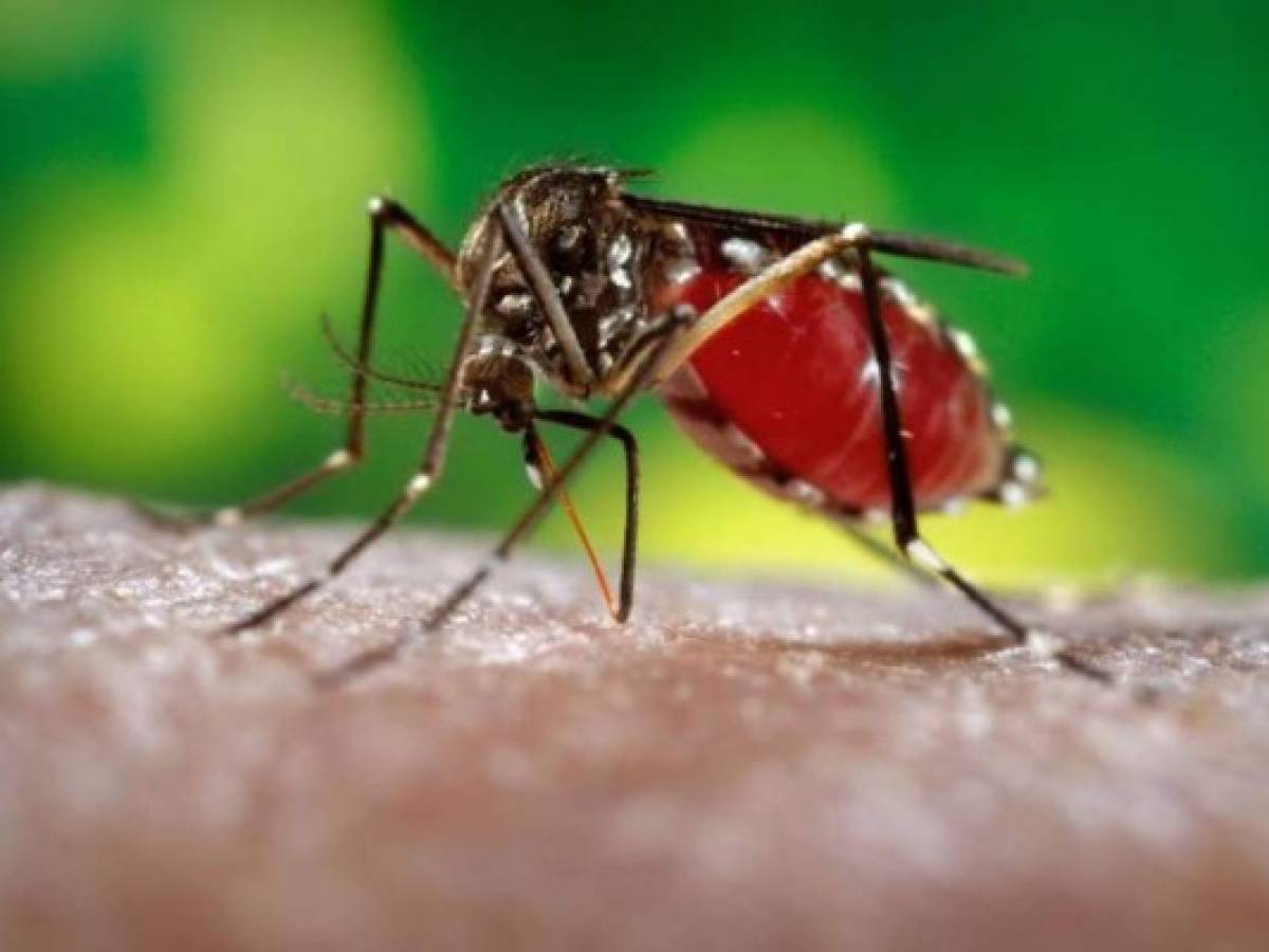 Zika termina en América con retos de transmisión sexual y males conexos