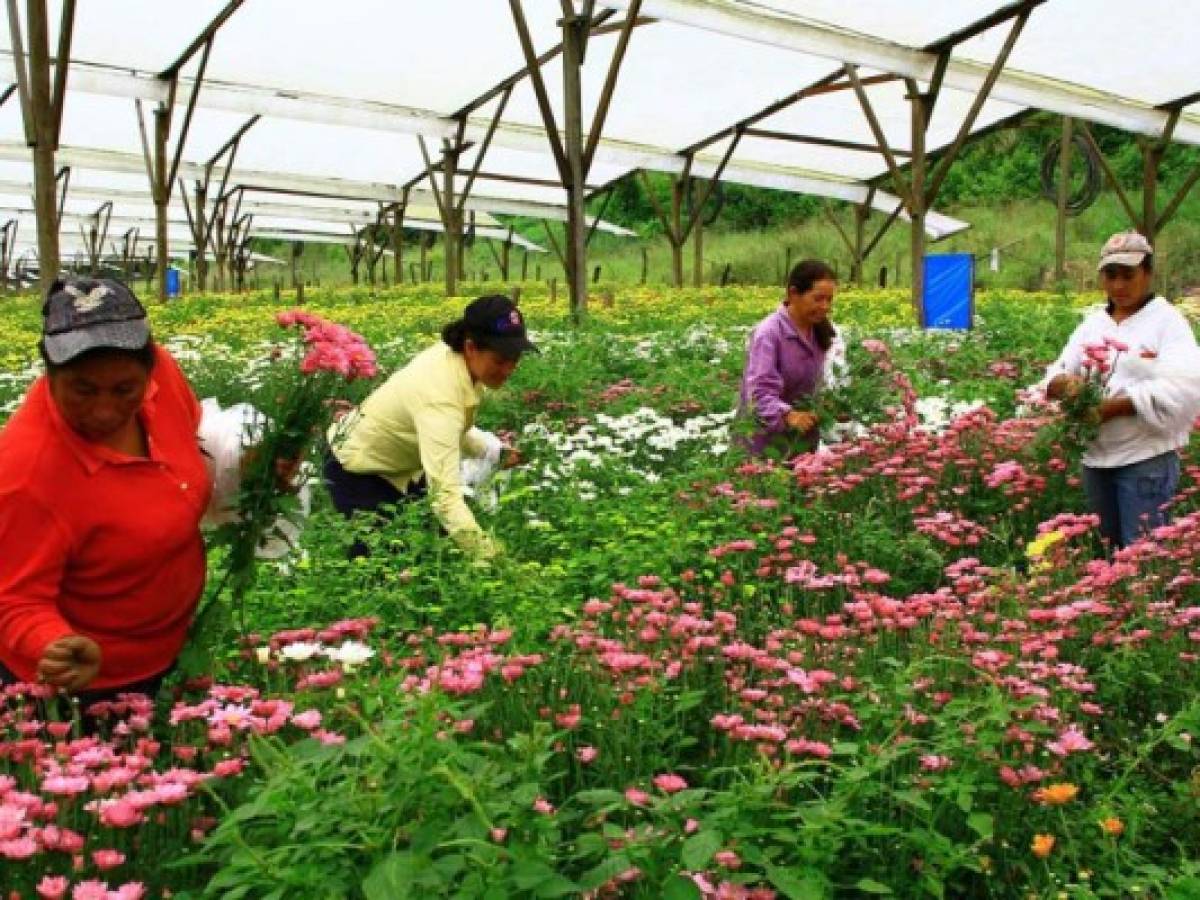 Floricultura hondureña quiere sumarse a oferta exportadora