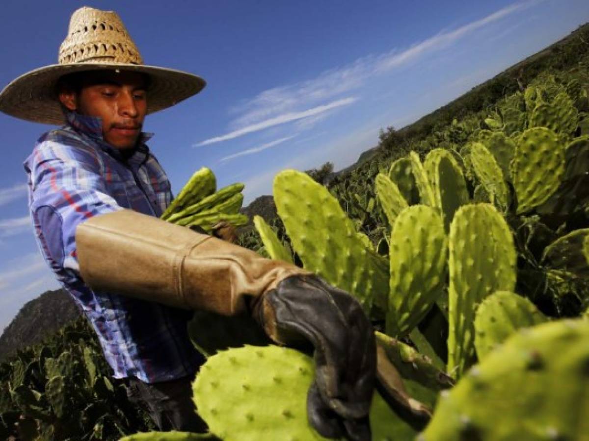 Pascoe suele adquirir los nopales para sus ensayos en San Esteban, un pequeño poblado a las afueras de Guadalajara rodeado de colinas con huertos de nopal, en el que la mayoría de sus 37.000 habitantes se dedican al cultivo del cactus