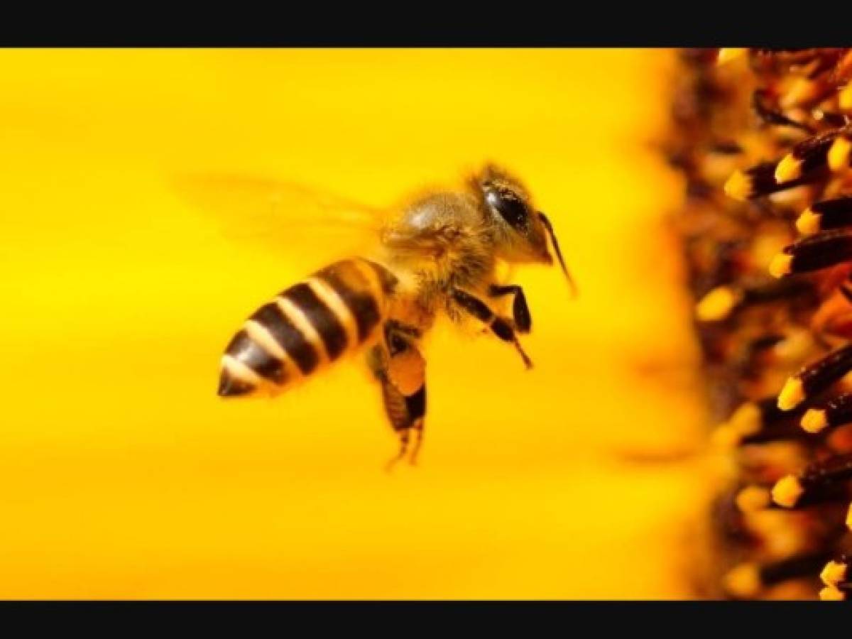 Francia prohíbe pesticidas para proteger a las abejas