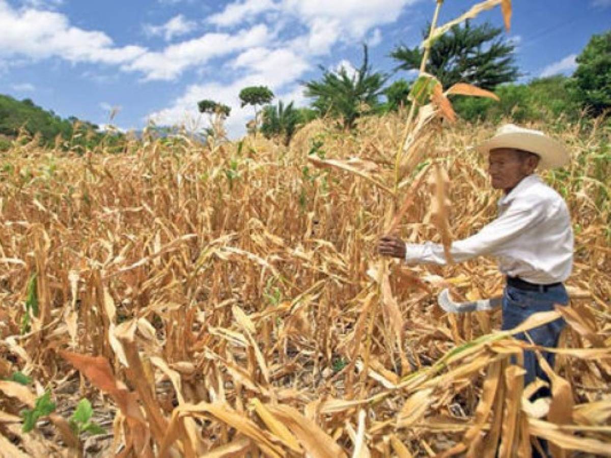 Centroamérica en alerta agropecuaria por sequía