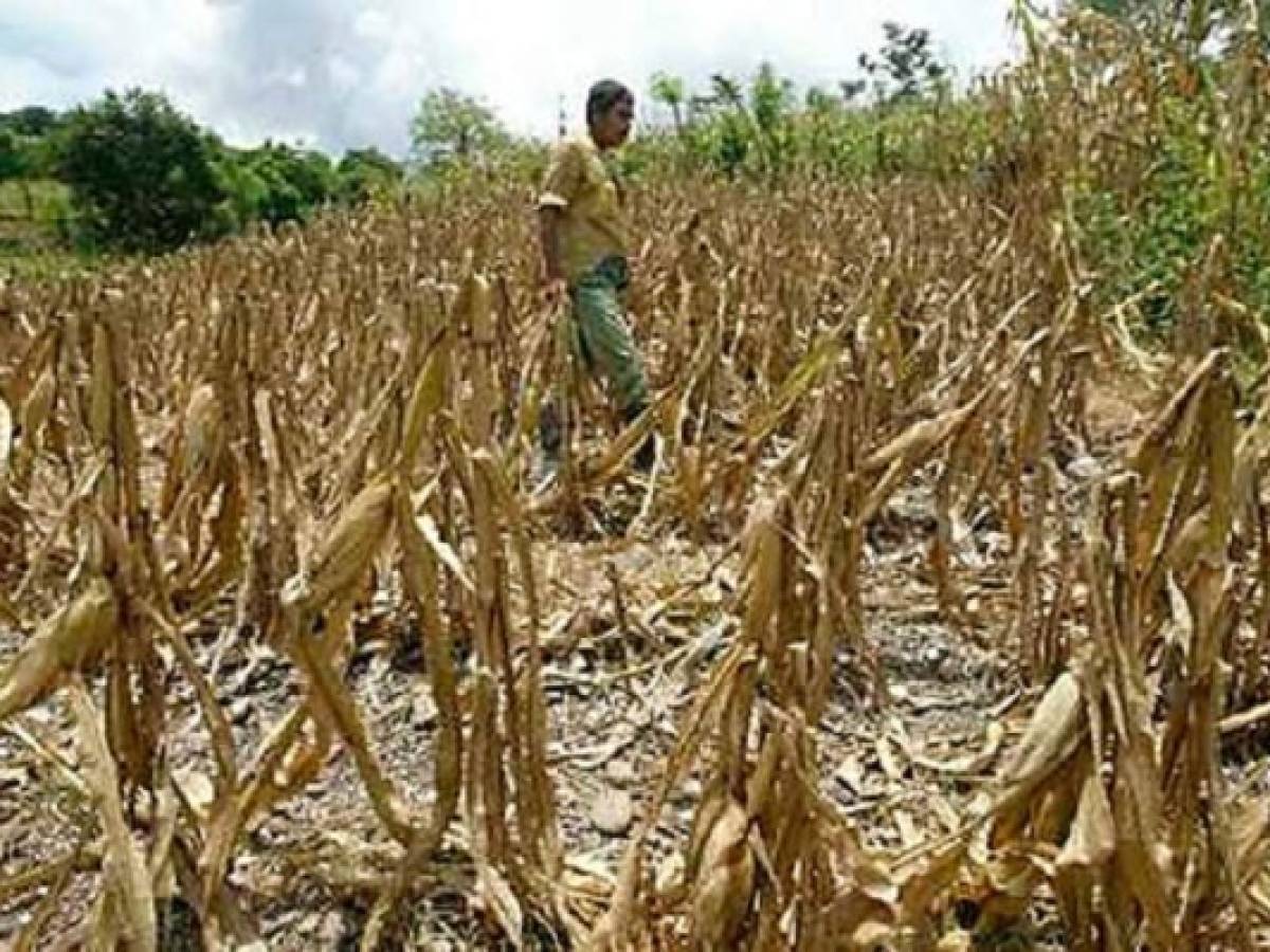 Sequía provoca pérdidas por US$100 millones en El Salvador