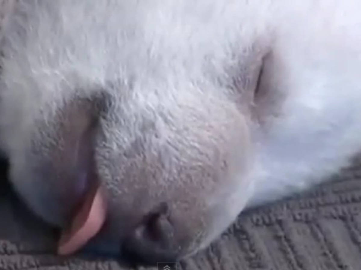 Siku, el oso polar que conmueve en Youtube