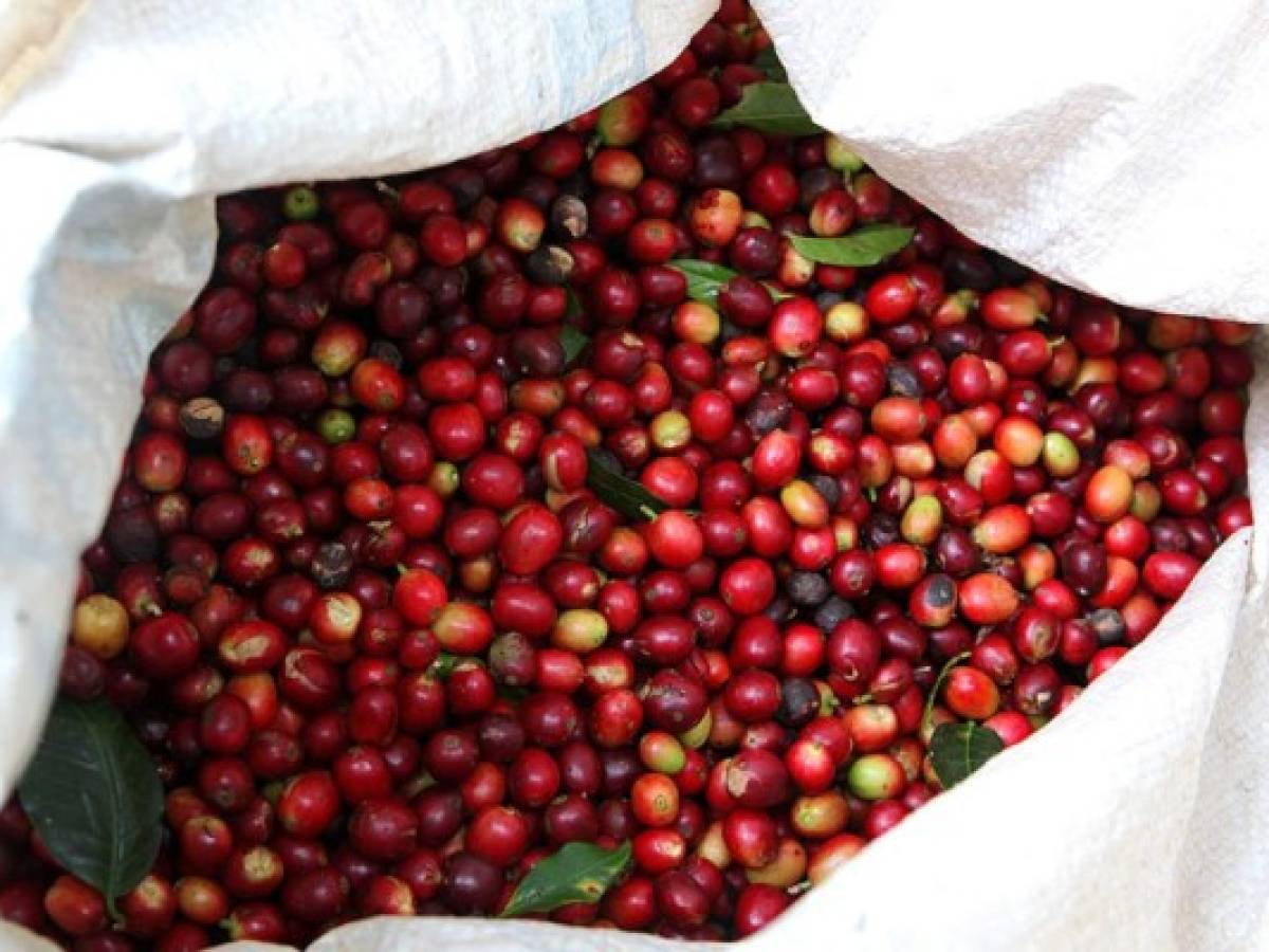 ﻿30.000 nicaragüenses podrían viajar a Costa Rica para levantar cosecha cafetalera