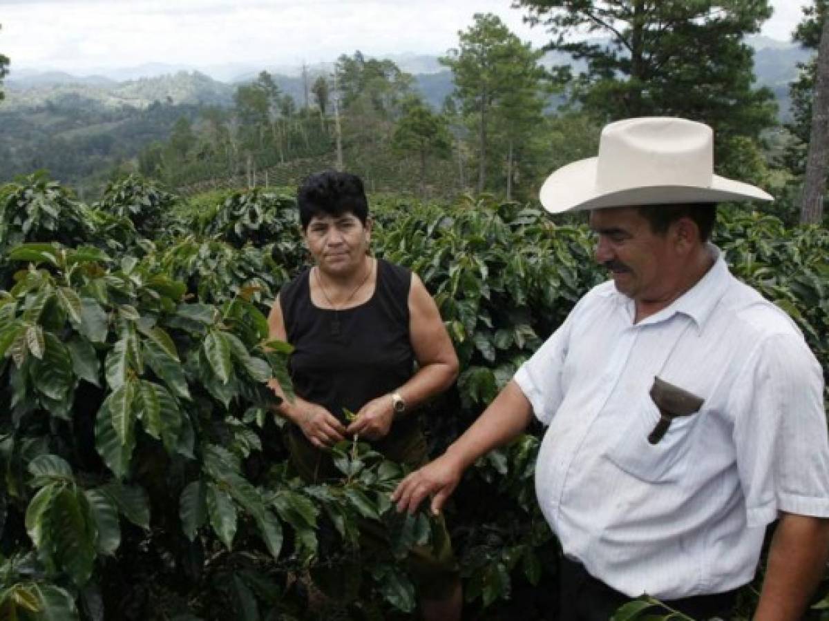 Honduras: cafeteros esperan buen año