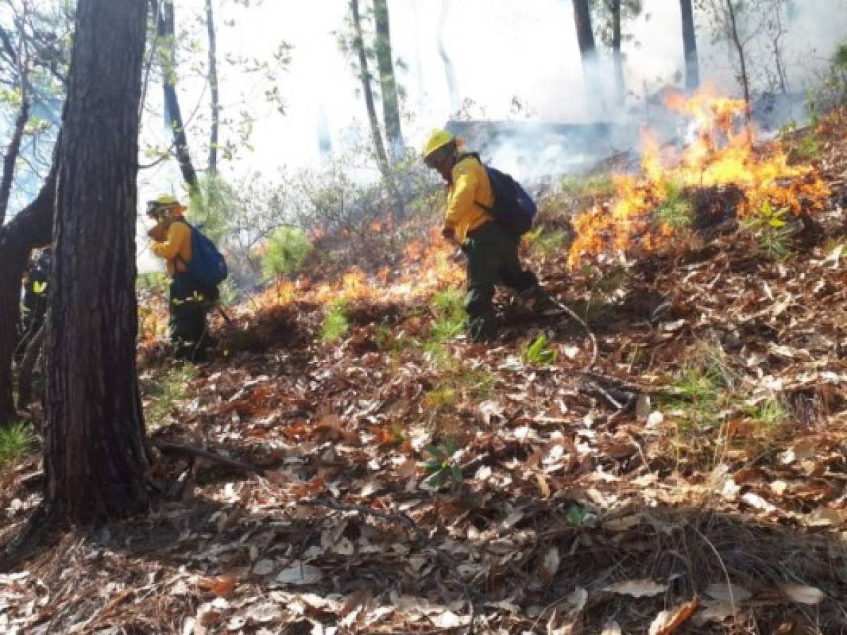 Incendios destruyen unas 2.800 hectáreas de bosques en Guatemala