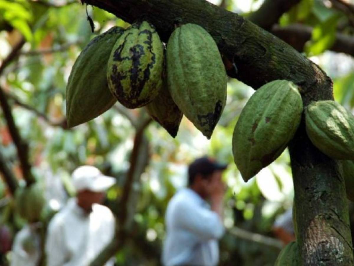 Honduras: ébola en África beneficia cacao nacional