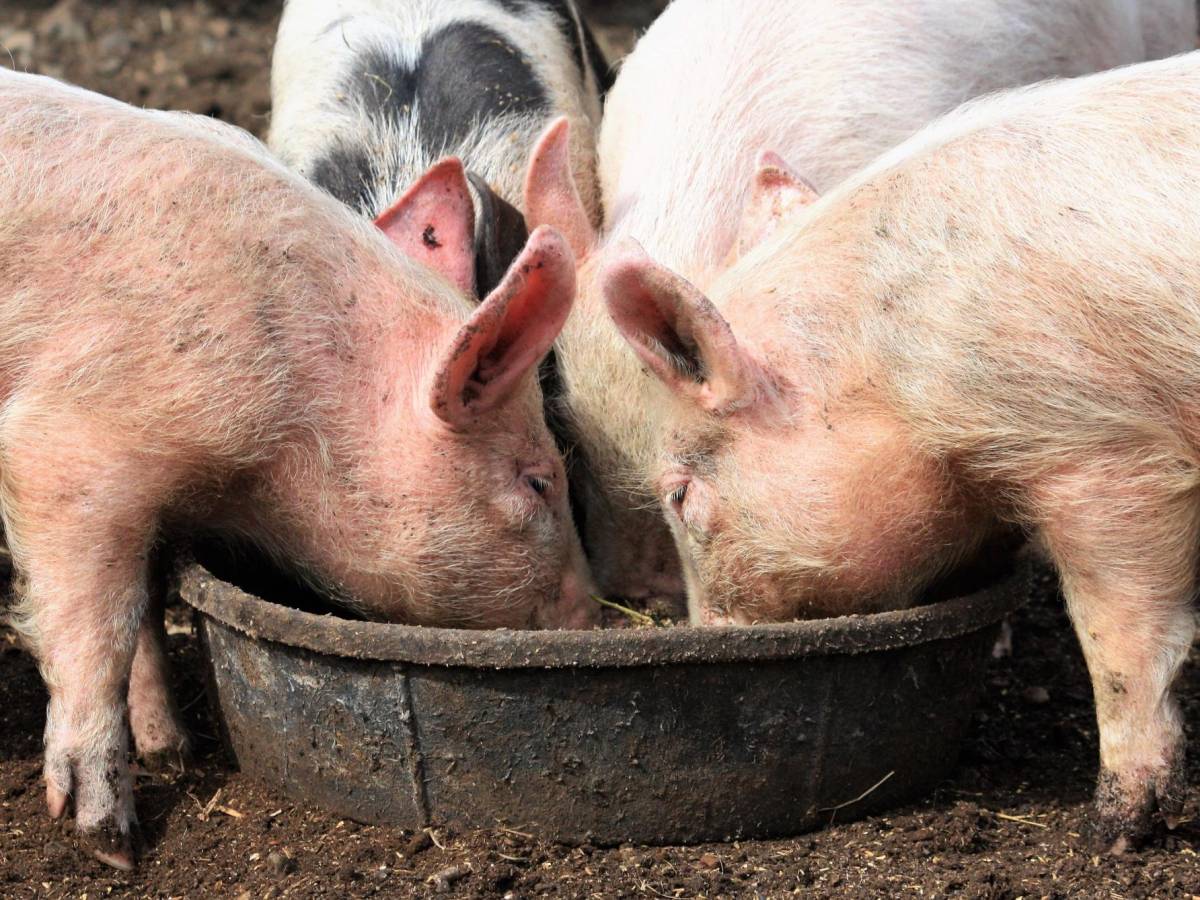 Denuncian incremento de tráfico de cerdos en Guatemala