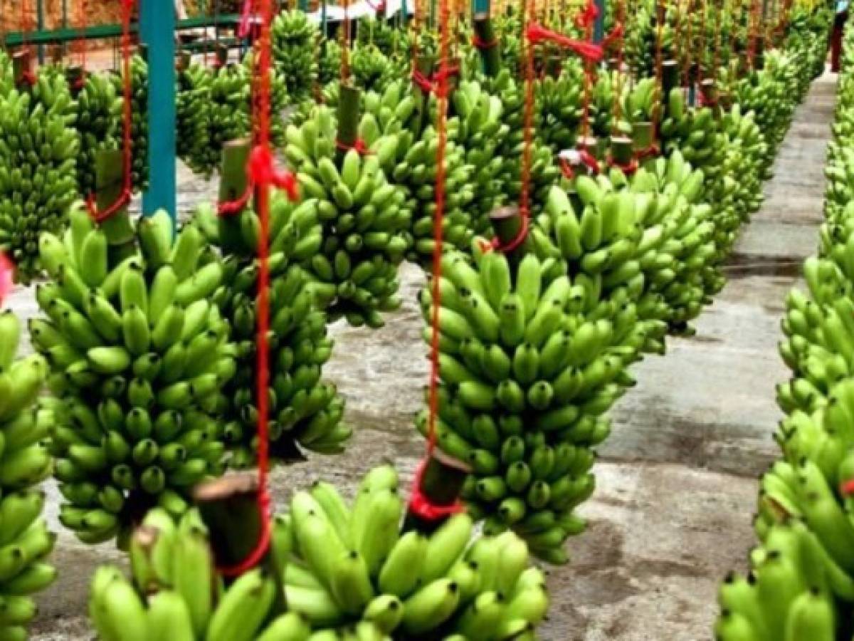 Extrabajadores bananeros exigen tierras en Panamá