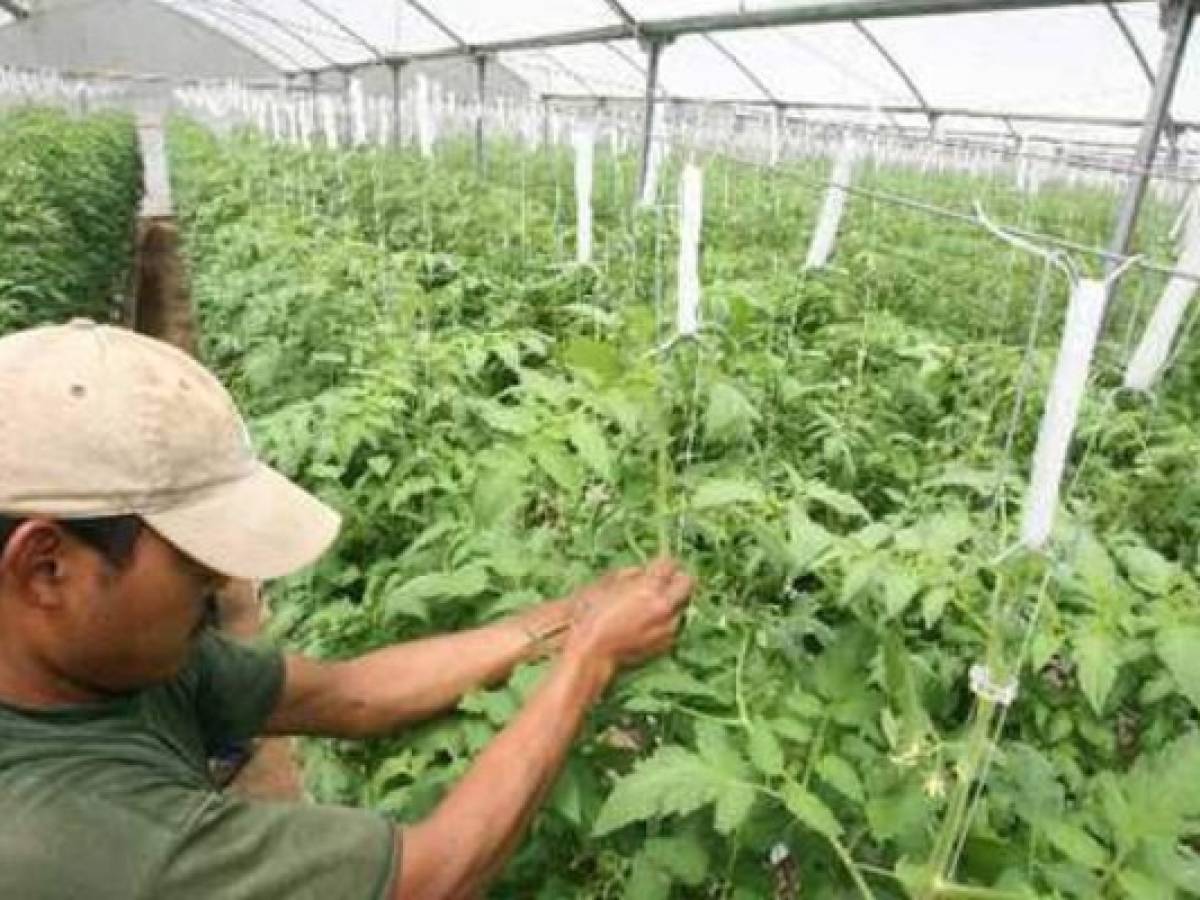 IICA impulsa investigación agrícola en Guatemala