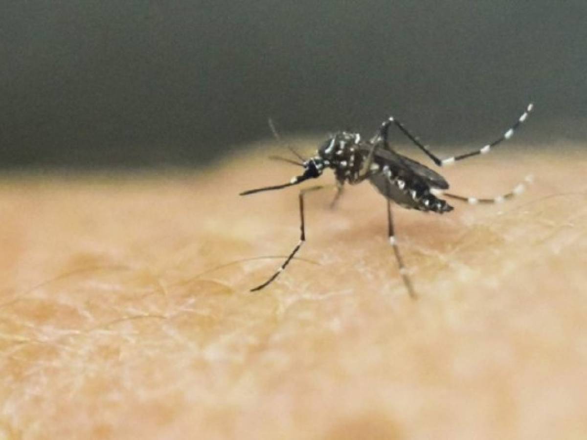 Laboratorio dice casi lista vacuna contra el Zika