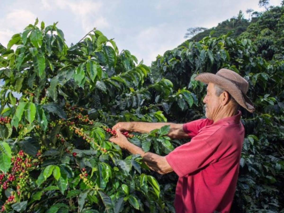 Guatemala: Agroexportadores piden a candidatos presidenciales impulsar acciones prioritarias para el sector