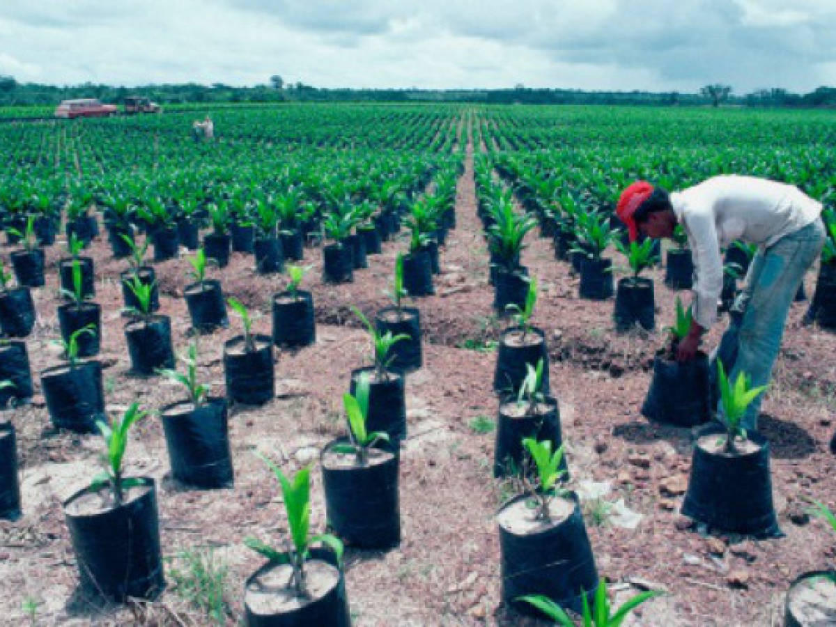 Producción de palma africana creció 40% en Honduras
