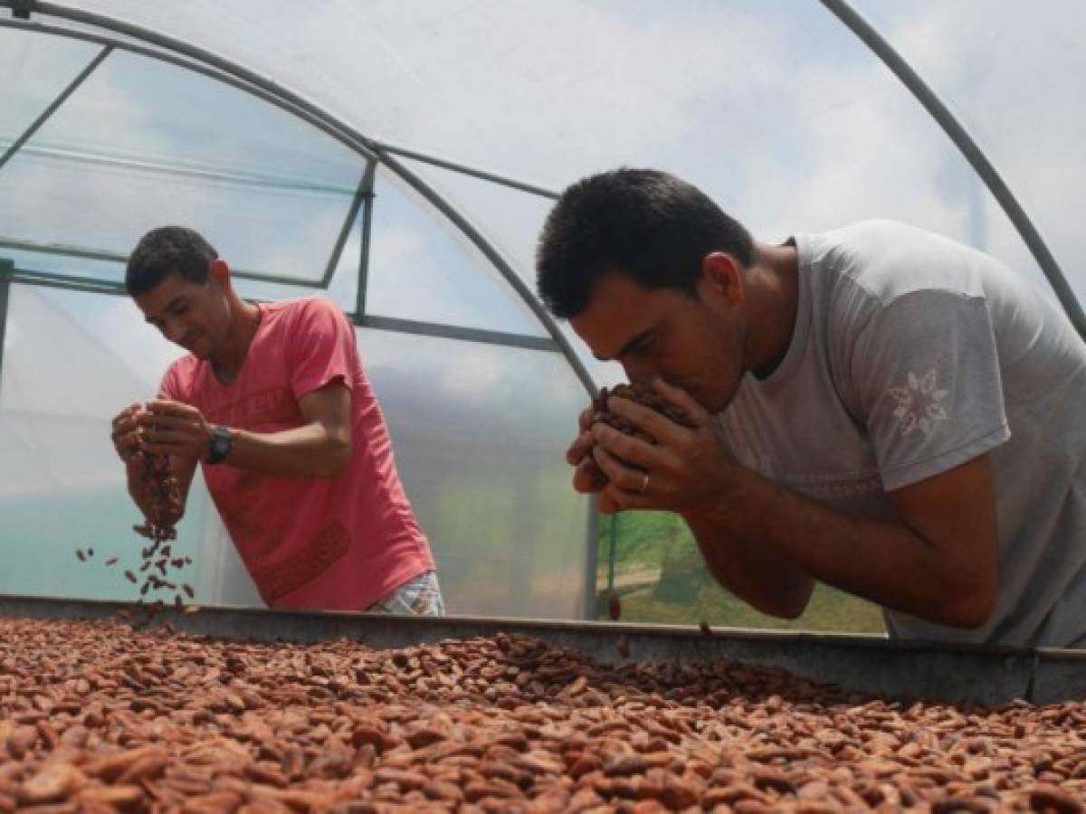 El cacao orgánico saca a pequeños agricultores de la pobreza en Brasil