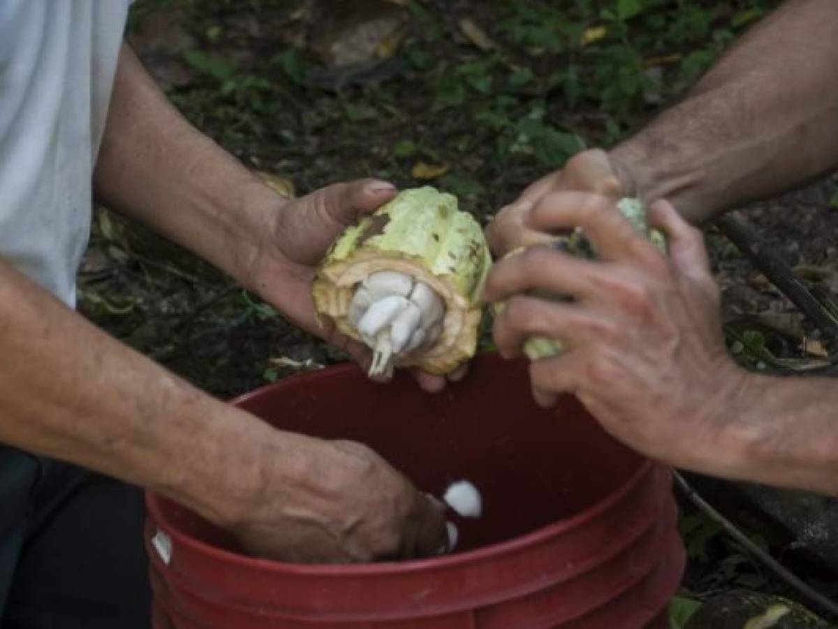 El cacao se cultivó intensamente en Honduras y Nicaragua, pero el huracán Mitch provocó graves daños a las plantaciones, ya que introdujo el hongo de la Monilia, causando enormes pérdidas. El cacao se cultivó intensamente en Honduras y Nicaragua, pero el huracán Mitch provocó graves daños a las plantaciones, ya que introdujo el hongo de la Monilia, causando enormes pérdidas.