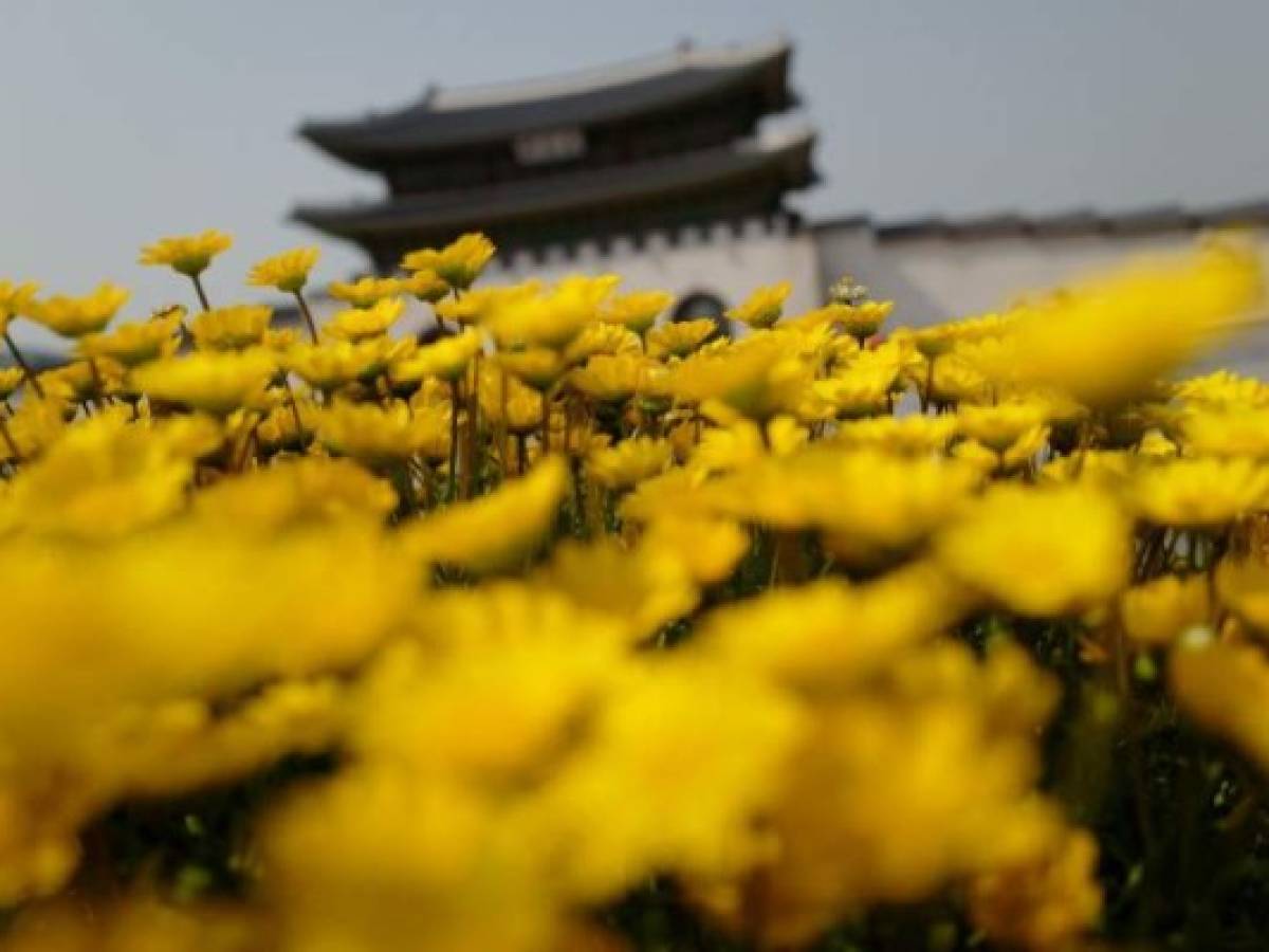 Flowers are displayed before Gyeongbokgung palace in central Seoul on April 27, 2018.The leader of nuclear-armed North Korea Kim Jong Un and the South's President Moon Jae-in said they were committed to the denuclearisation of the Korean peninsula after a historic summit on April 27. / AFP PHOTO / Argus Paul ESTABROOK