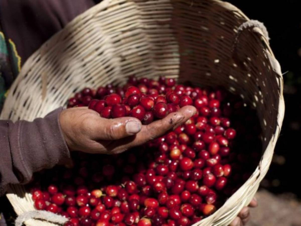 Guatemala: Anticipan mayor desempleo por la drástica reducción en precios del café