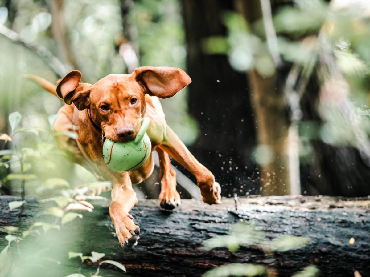Día Mundial del Perro: 5 Actividades ideales para compartir junto a su mascota Día Mundial del Perro: 5 Actividades ideales para compartir junto a su mascota