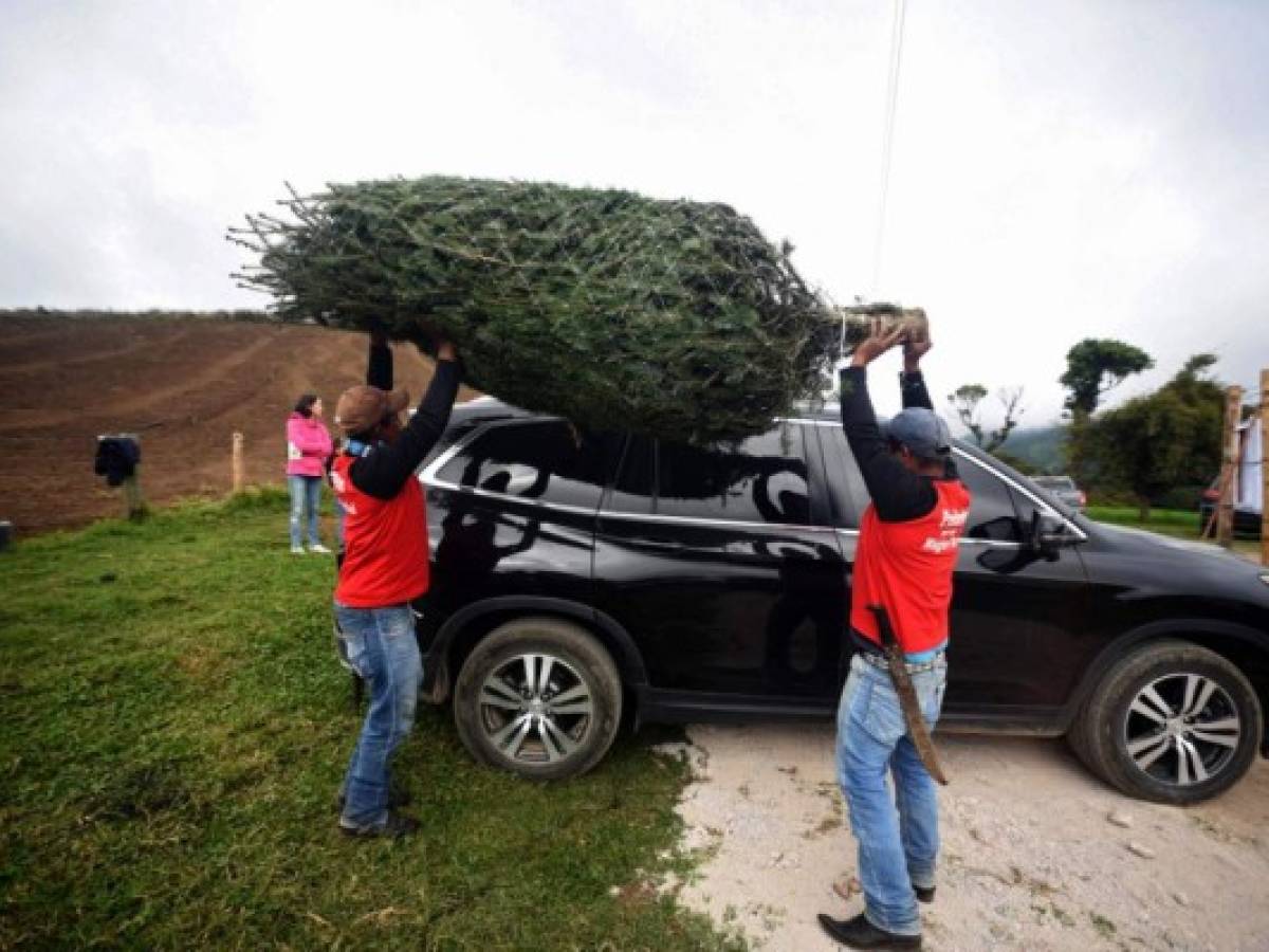 Guatemala protege su pinabete, árbol nativo amenazado por la Navidad