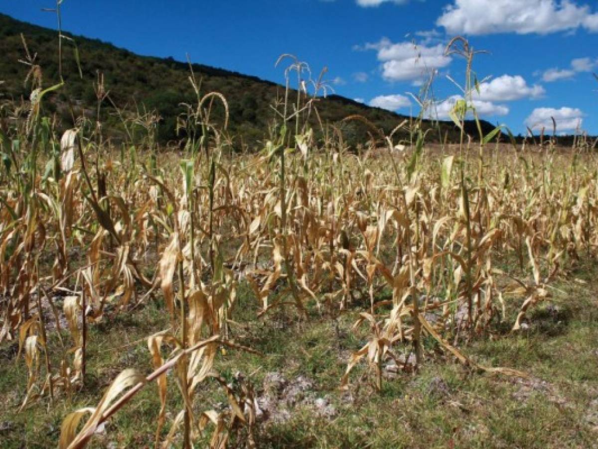 Sequía golpea a Centroamérica, 2,5 millones de personas amenazadas